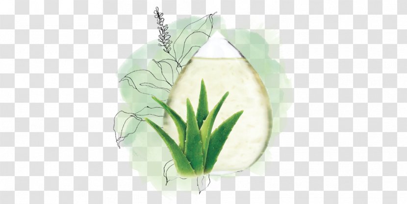 Still Life Photography Petal Commodity - Agave Aloe Vera Transparent PNG