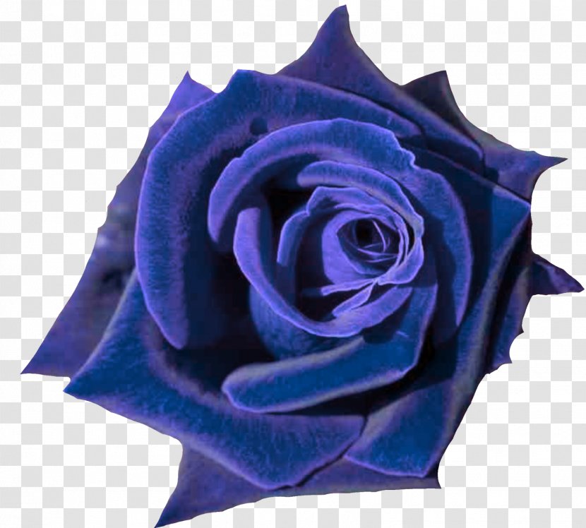 Rose Desktop Wallpaper Flower Bouquet - Blue Transparent PNG