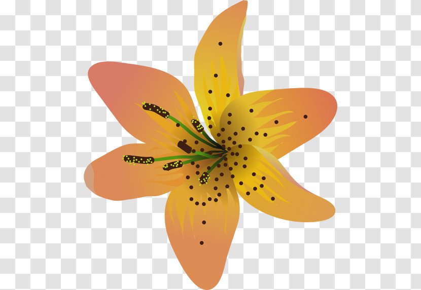 Lily Flower Painting Petal - Orange - Amarelo Badge Transparent PNG