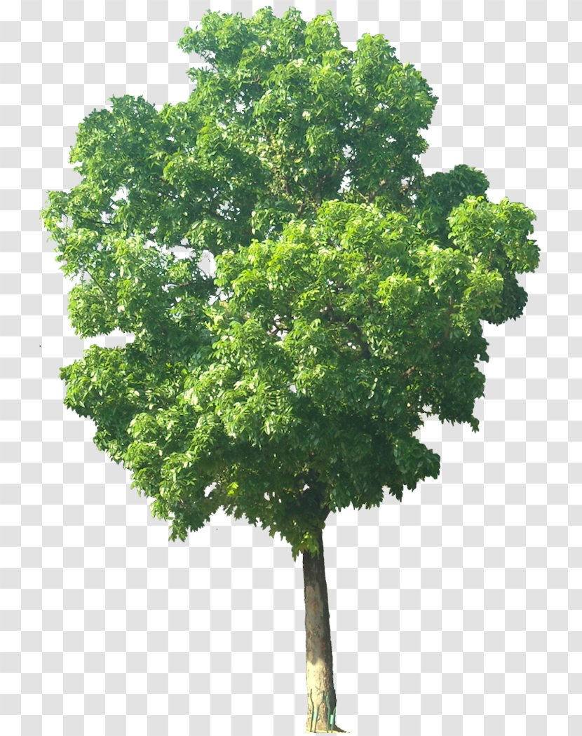 India Swietenia Macrophylla Mahagoni Mahogany Tree - Trees Transparent PNG