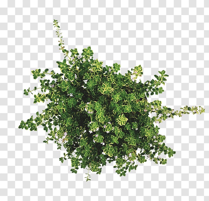 Twig Shrub Leaf Herb - Ivy - Thymian Transparent PNG