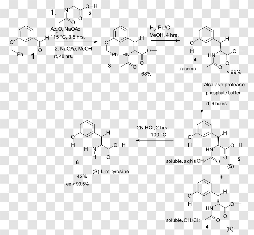 Erlenmeyer–Plöchl Azlactone And Amino-acid Synthesis Amino Acid Tyrosine - White - Monochrome Transparent PNG