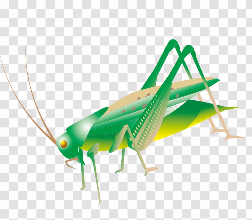 Insect Grasshopper Clip Art - Wing - Large Shear Vector Material Adams Transparent PNG