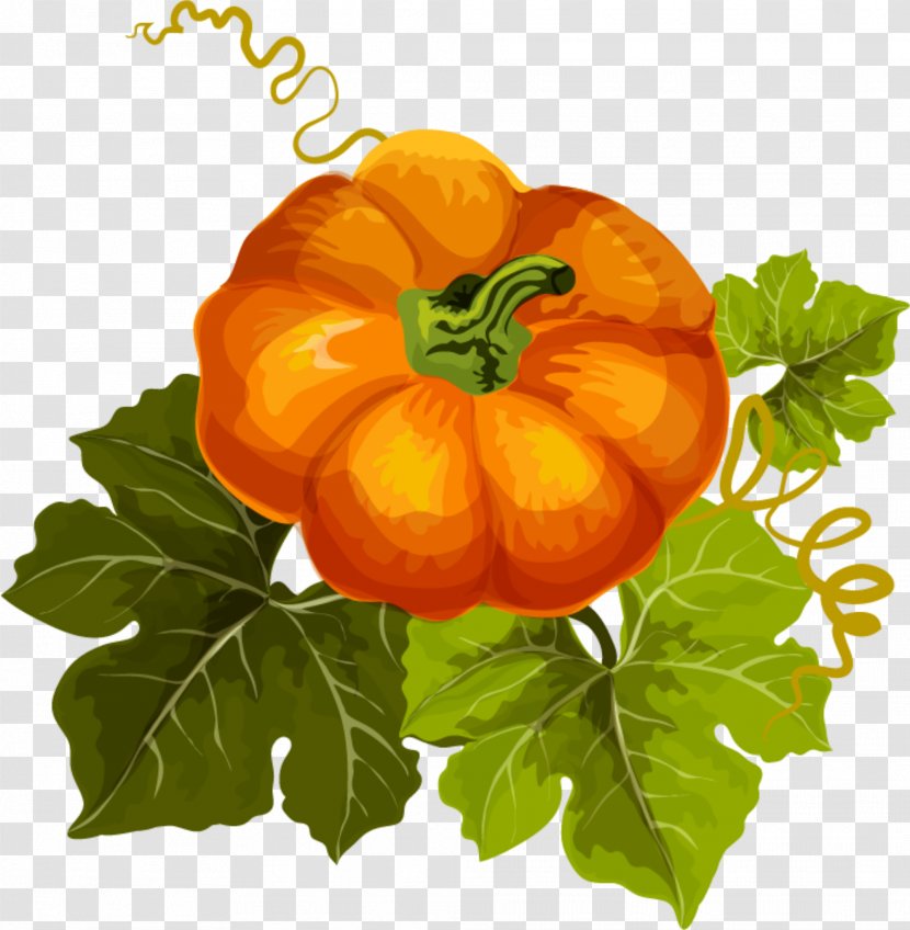 Pumpkin Autumn Design Vegetable Image - Flower - Kabocha Transparent PNG