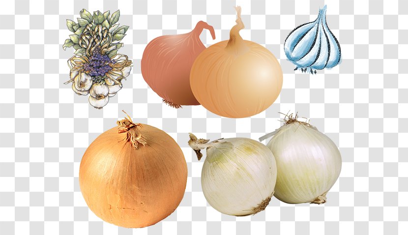 French Onion Soup White Vegetable Food - Genus Transparent PNG