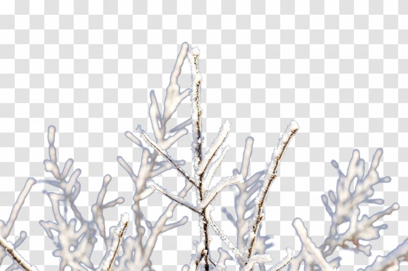Twig Branch Ice - Tree - Frozen Branches Transparent PNG