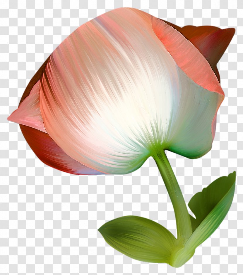 Flower - Plant Stem - Rose Transparent PNG