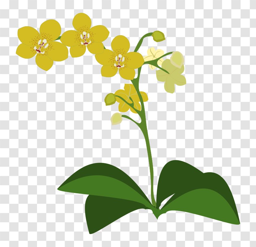 Orchids Clip Art - Flowering Plant Transparent PNG
