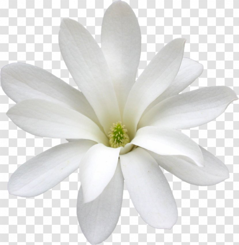 Cape Jasmine White Arabian Flower Petal Transparent PNG