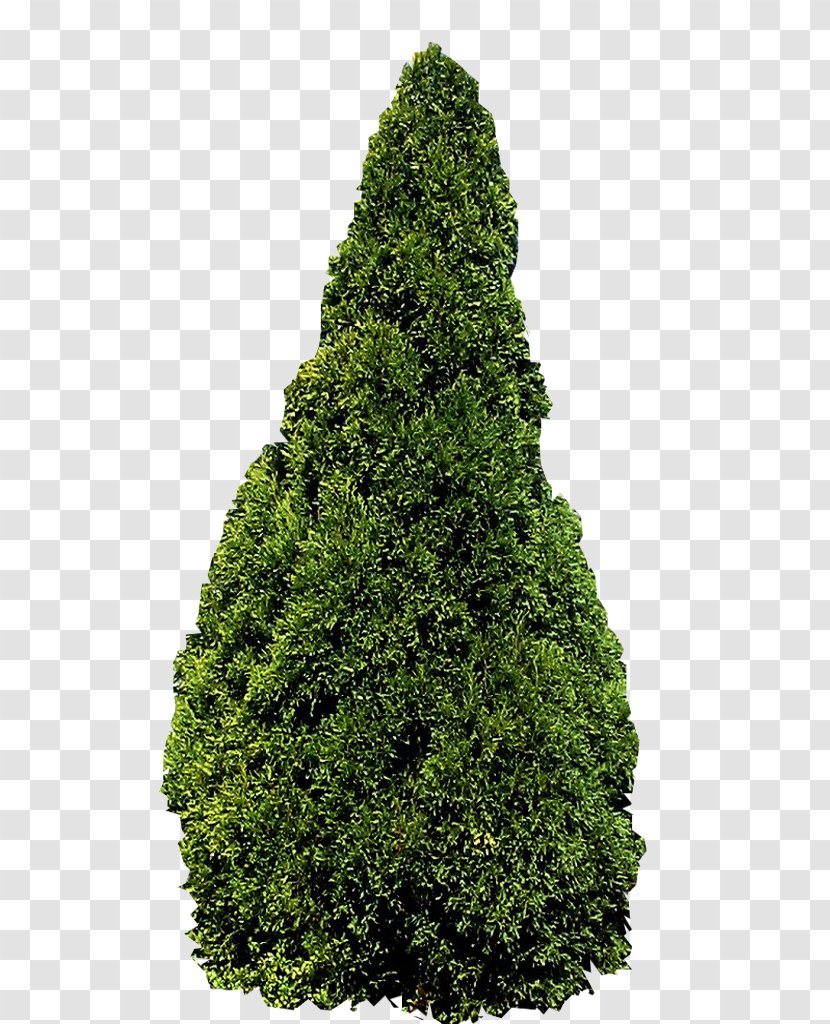 Tree Conifers Evergreen Fir Shrub - Coniferous Plants Transparent PNG