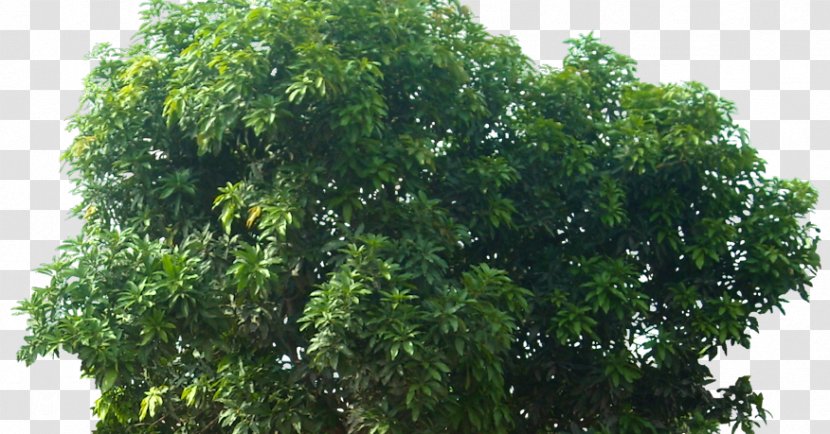 Fruit Tree SketchUp - 3d Warehouse - Mango Transparent PNG