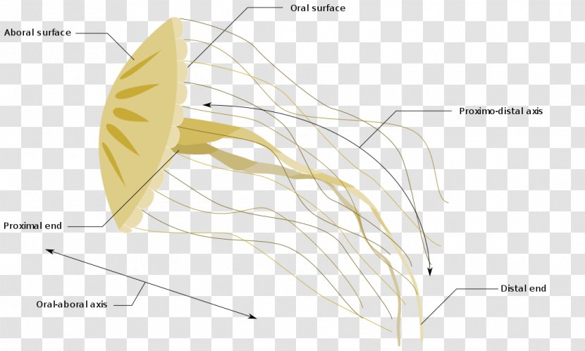 Jellyfish Comb Jellies Anatomical Terms Of Location As Organism - Frame Transparent PNG