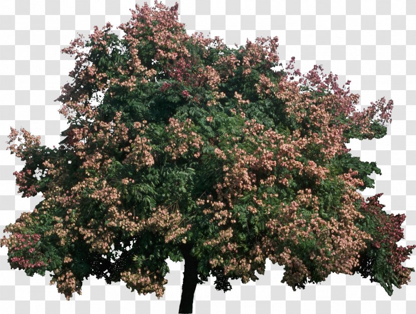 Tree Koelreuteria Bipinnata Plant Paniculata Bark - Nursery - Bush Transparent PNG