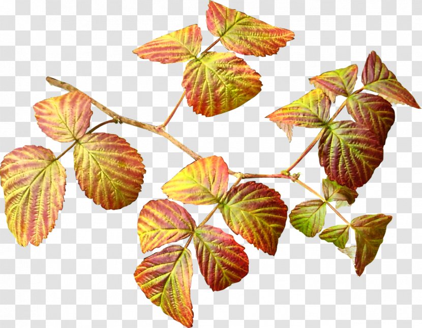 Flowering Plant Leaf Tree - Autumn Transparent PNG