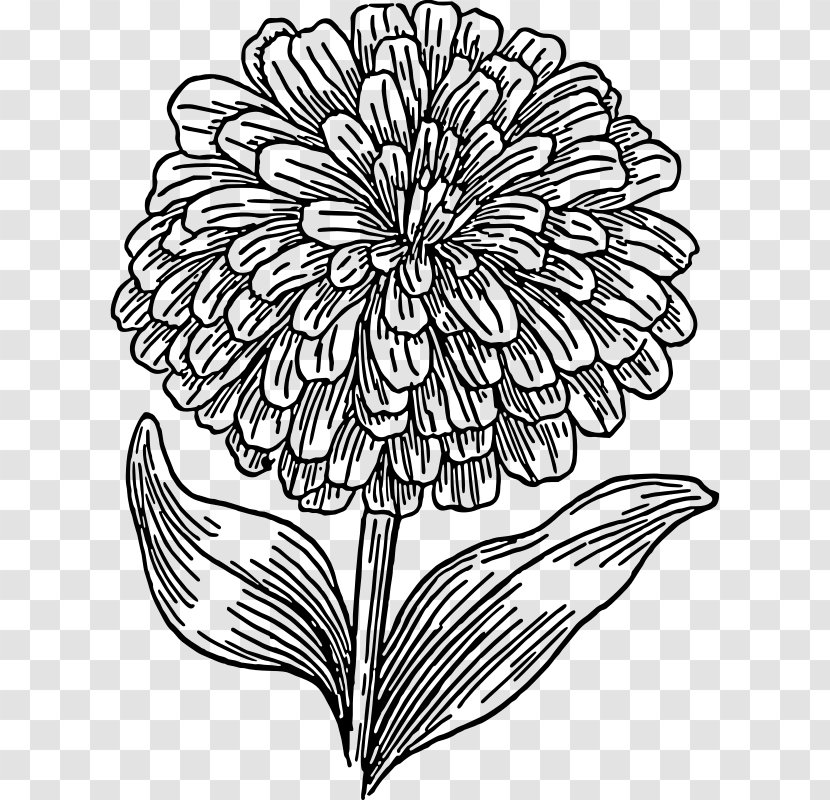 Zinnia Elegans Drawing Black And White Clip Art - Sunflower Leaf Transparent PNG