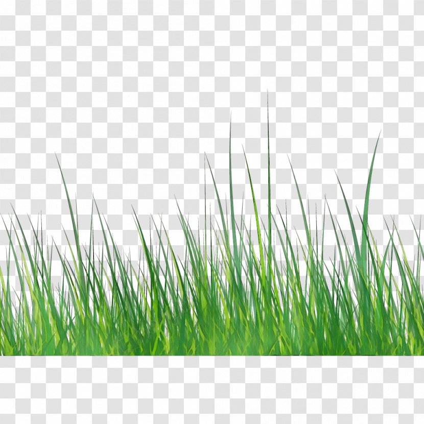 Green Grass Background - Chrysopogon Zizanioides - Grassland Transparent PNG