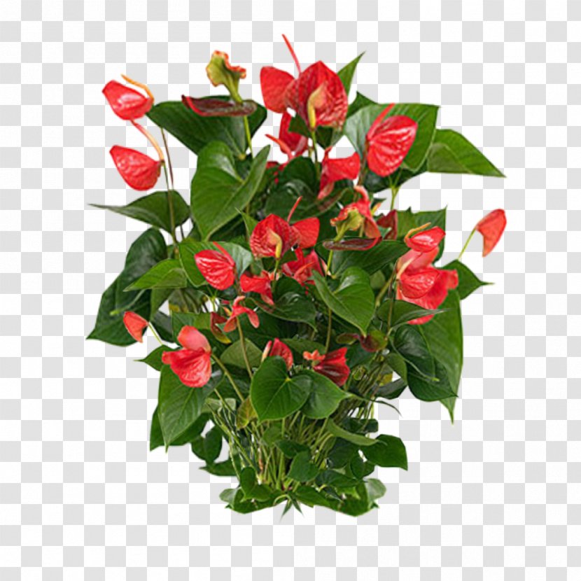 Anthurium Andraeanum Flamingo Flower Houseplant - Image File Formats - Plants Clipart Transparent PNG