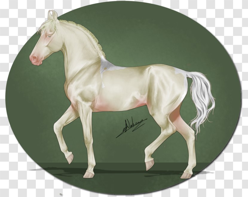 Stallion Foal Mustang Colt Mare - Bridle Transparent PNG