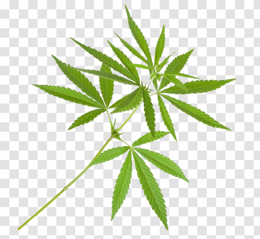 Cannabis Sativa Marijuana Plant Cultivation - Grass - Indian Leaves Transparent PNG