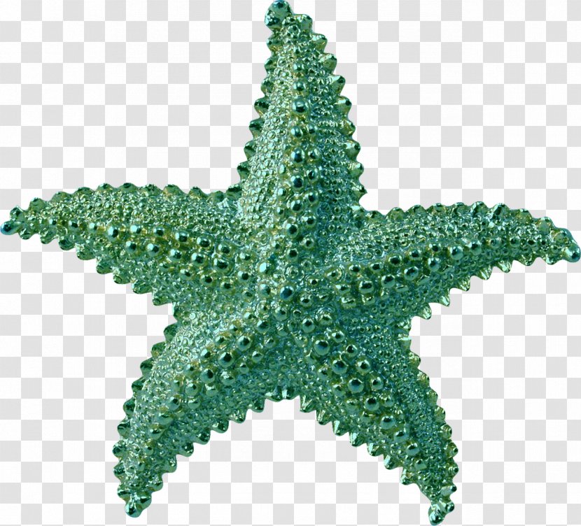 Starfish PhotoScape Clip Art - Grass Transparent PNG