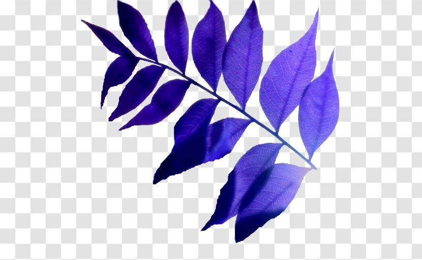 Leaf Purple - Plant Transparent PNG