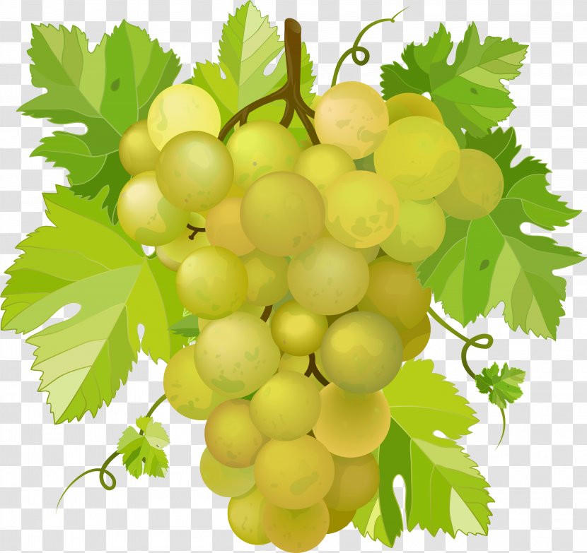 Wine Concord Grape Clip Art - Sultana - Grapes Transparent PNG