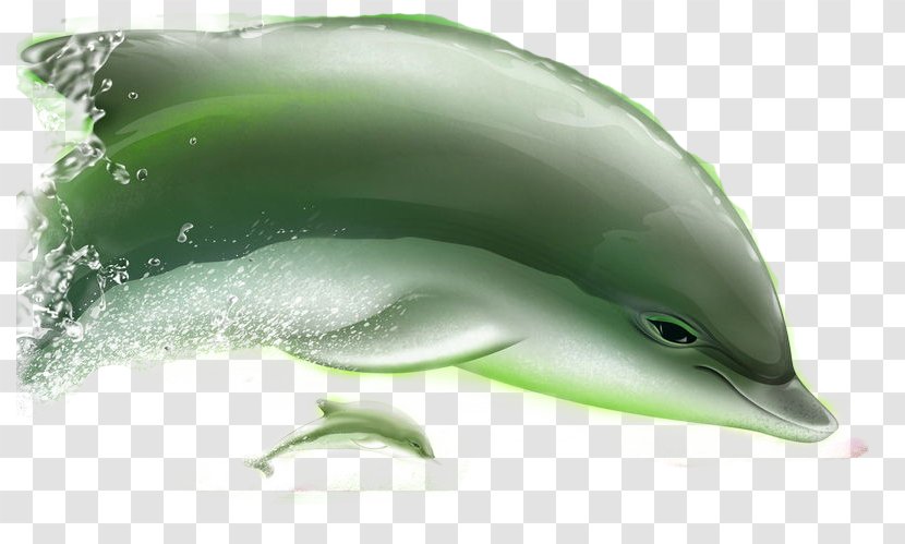 Short-beaked Common Dolphin Tucuxi Porpoise Bottlenose - Mammal - Size Dolphins Transparent PNG