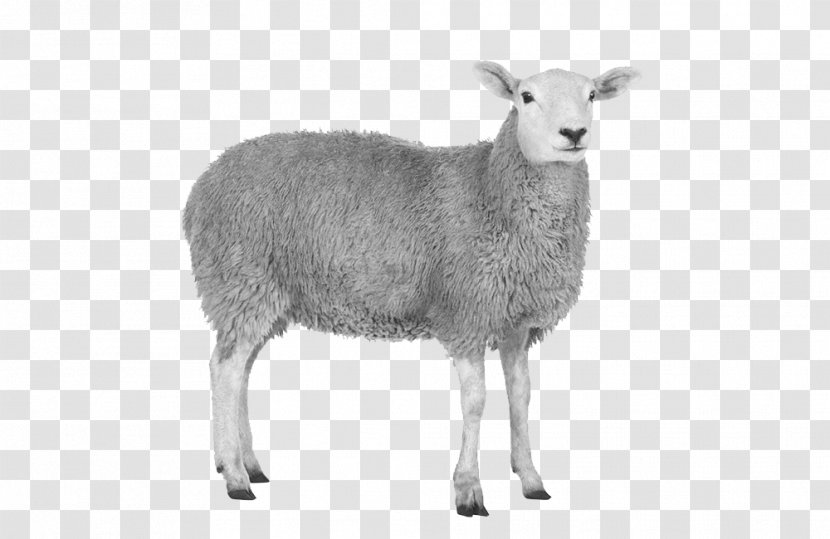 Sheep Goat Stock Photography Royalty-free - Video Transparent PNG
