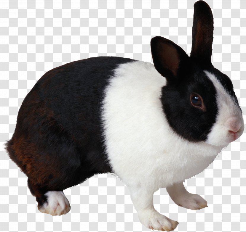 Rabbit Clip Art - Fauna - Image Transparent PNG