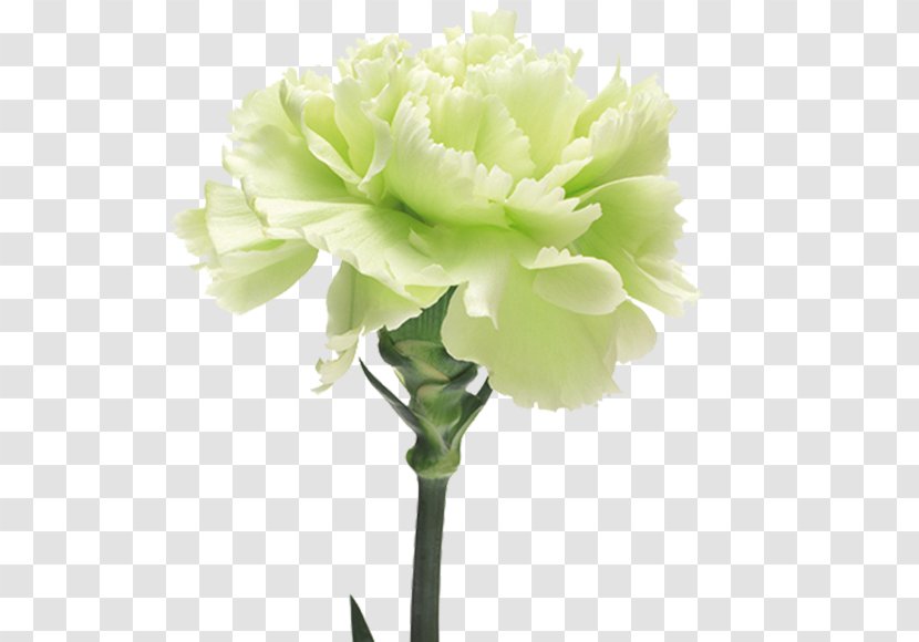 The Green Carnation Yellow Flower Transparent PNG