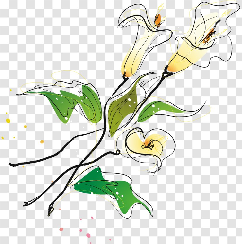 Floral Design Drawing - Branch - Lily Sketch Vector Material Transparent PNG