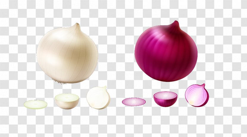 Onion Vegetable Euclidean Vector - Scallion - Onions Transparent PNG