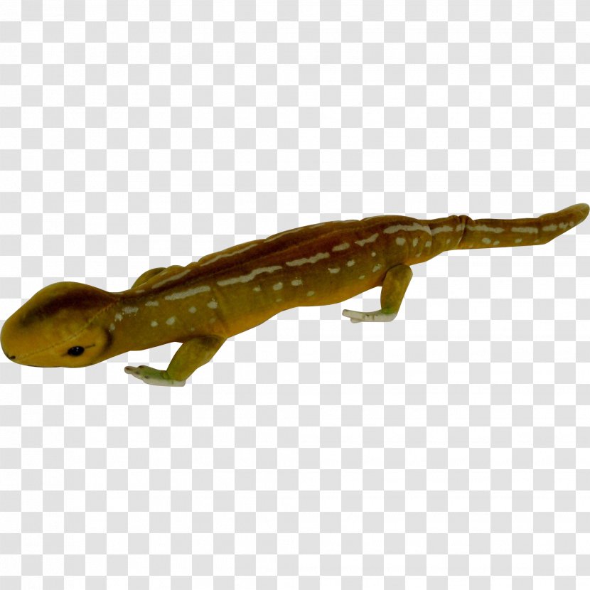 Newt Amphibian Lizard Reptile Terrestrial Animal - Salamandridae Transparent PNG