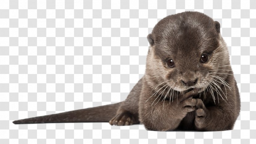 Sea Otter Clip Art Desktop Wallpaper - Wildlife - Baby Images Transparent PNG