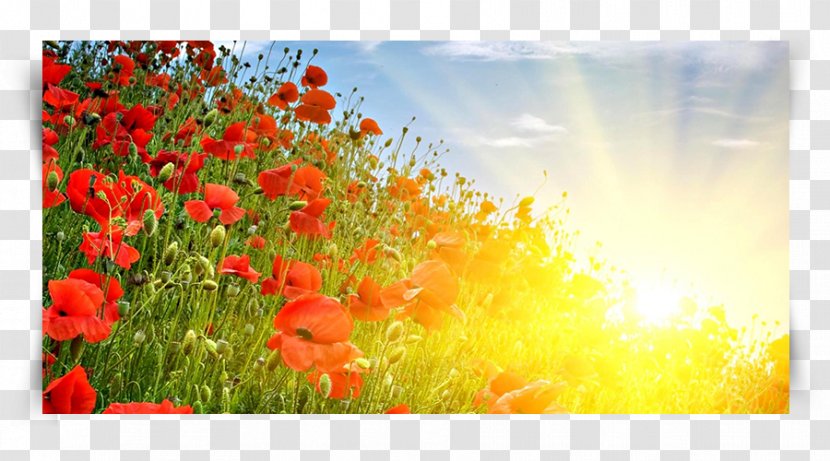 Poppy Flowers Desktop Wallpaper Painting - Oil Transparent PNG