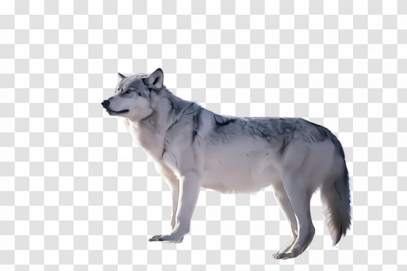 Dog Siberian Husky Wolfdog Czechoslovakian Saarloos Transparent PNG