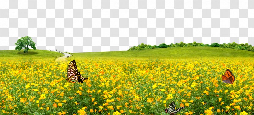 Lawn Meadow - Field - Canola Flower Background Transparent PNG