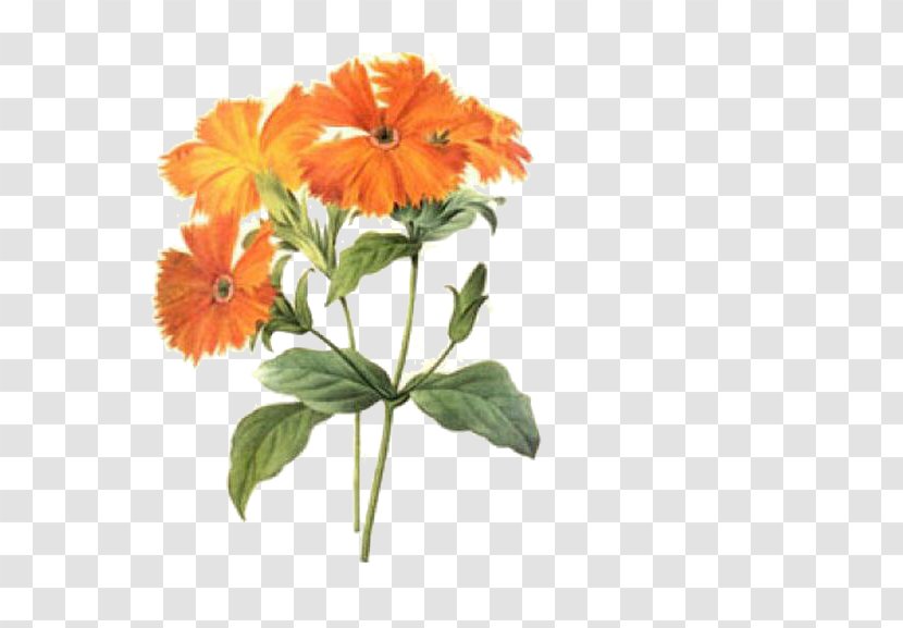 Pierre-Joseph Redoutxe9 (1759-1840) Choix Des Plus Belles Fleurs Printmaking Illustration - Daisy Family - Chrysanthemum Transparent PNG