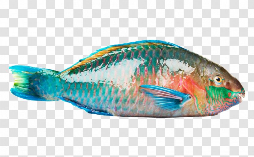 Rainbow Parrotfish Beak Coral Reef Fish - Marine Mammal - HQ Pictures Transparent PNG