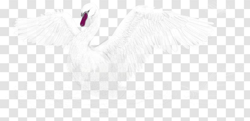 Feather Water Bird White Beak - Swan Transparent PNG