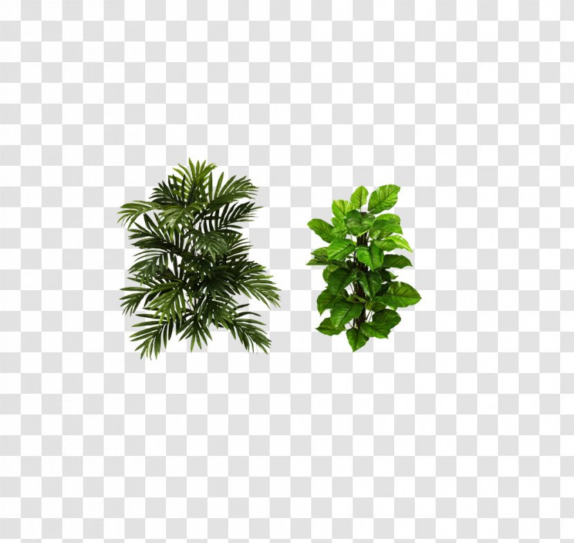 Houseplant Areca Palm Arecaceae Tree - Garden - Plant Transparent PNG