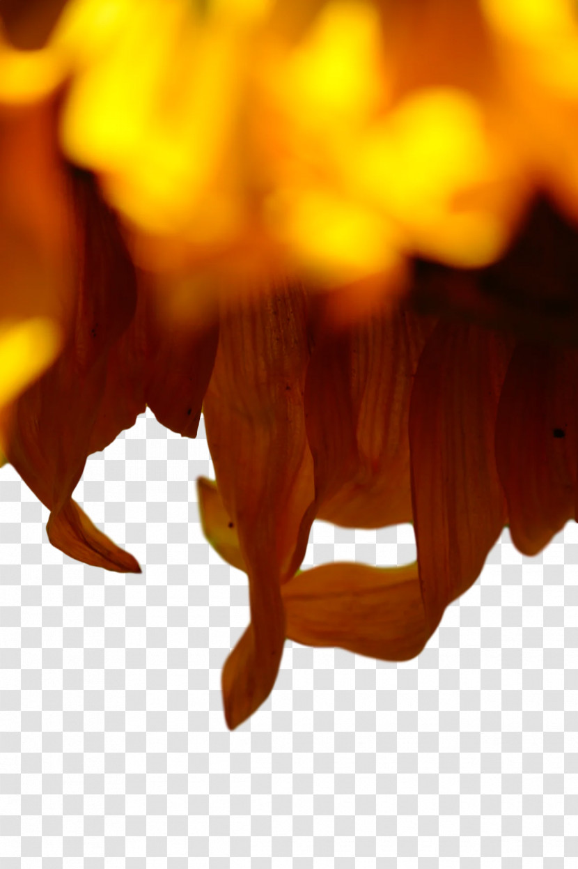 Yellow Computer Petal Close-up M Transparent PNG