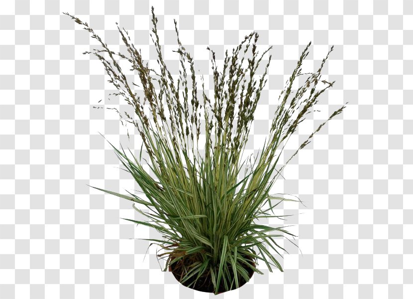 Plants Pic - Grass - Family Transparent PNG