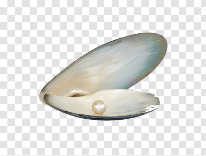 Pearl Seashell Lekker Laren Oyster - Fotolia Transparent PNG