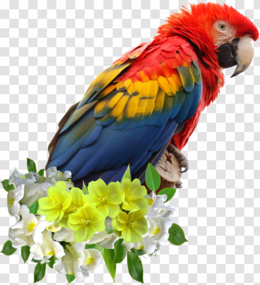 Parrot Bird Macaw Clip Art Transparent PNG