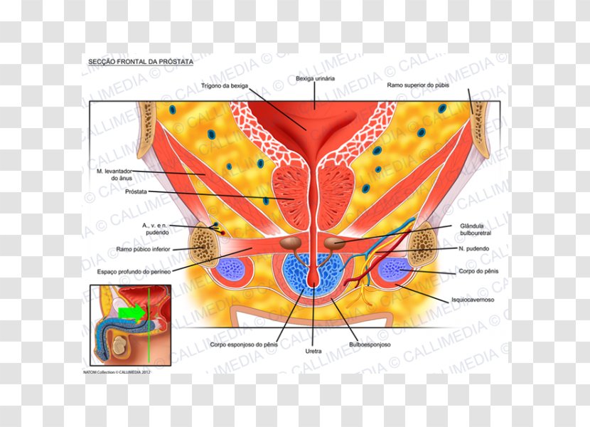 Urinary Bladder Anatomy Genitourinary System Prostate Sagittal Plane - Flower - Gland Transparent PNG