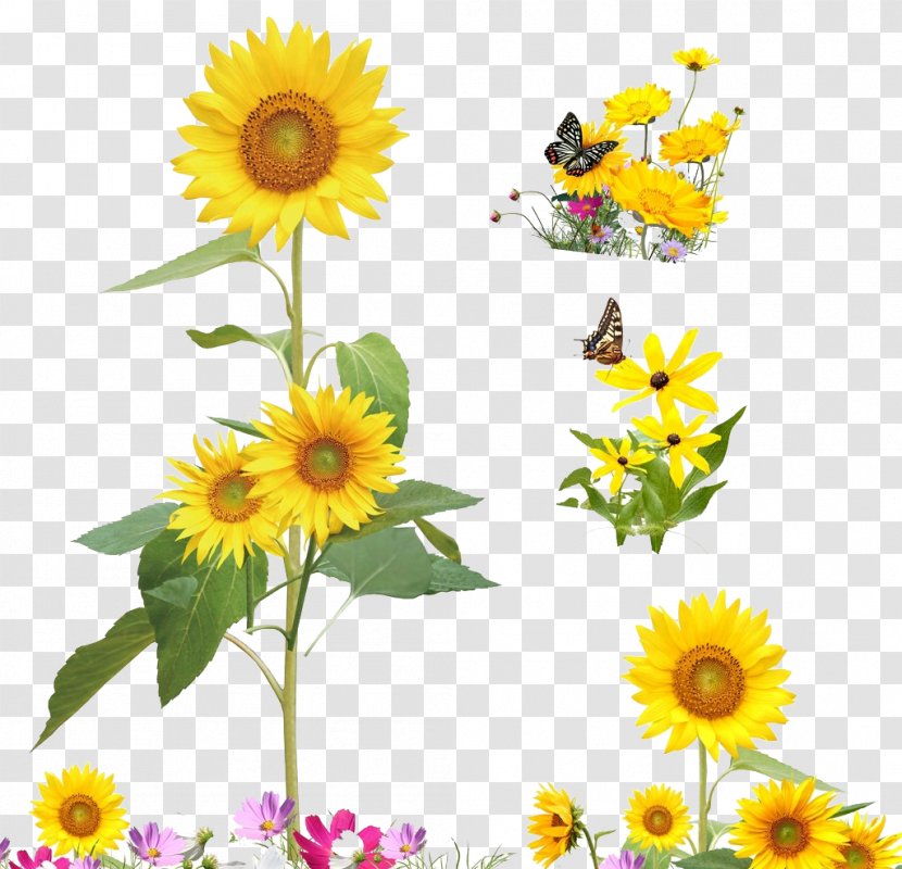 Common Sunflower Cartoon Illustration - Drawing - Yellow Sunflowers Transparent PNG