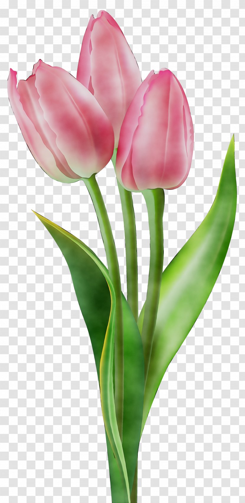 Tulip Clip Art Flower Image - Lily Family - Vase Transparent PNG