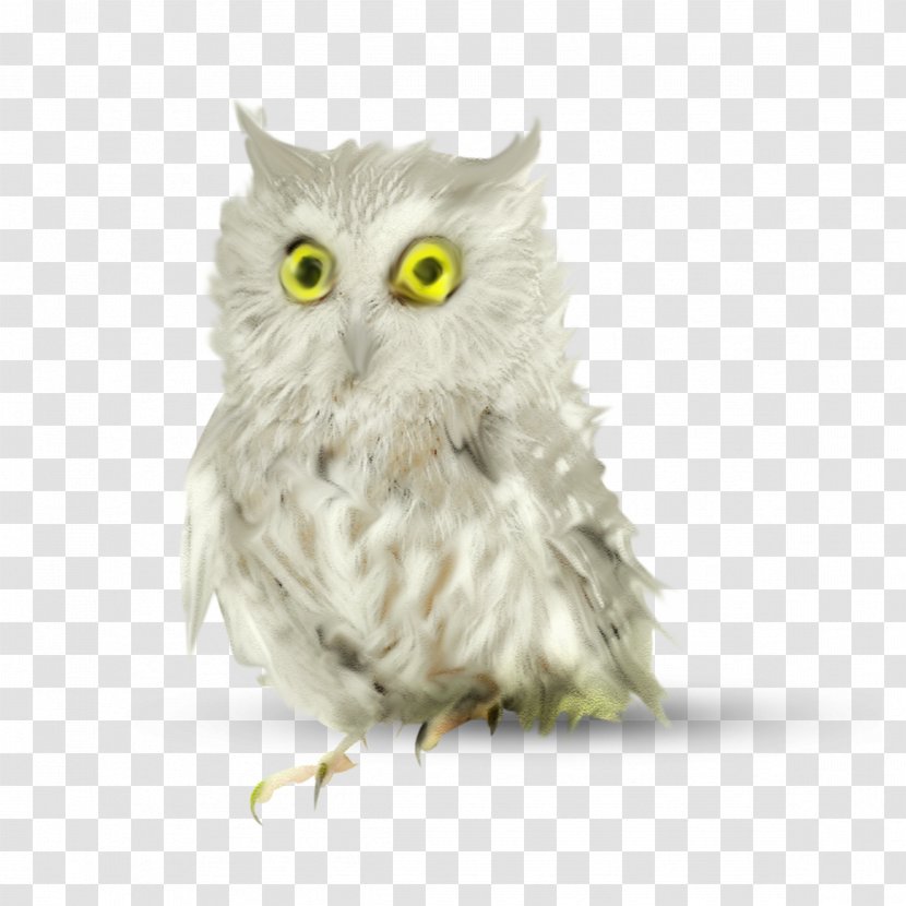 Owl Bird ForgetMeNot Clip Art Transparent PNG