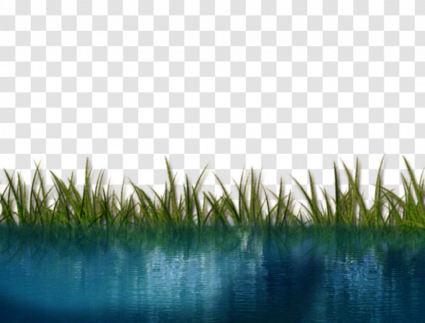 Water - Drop - High Quality Download Transparent PNG